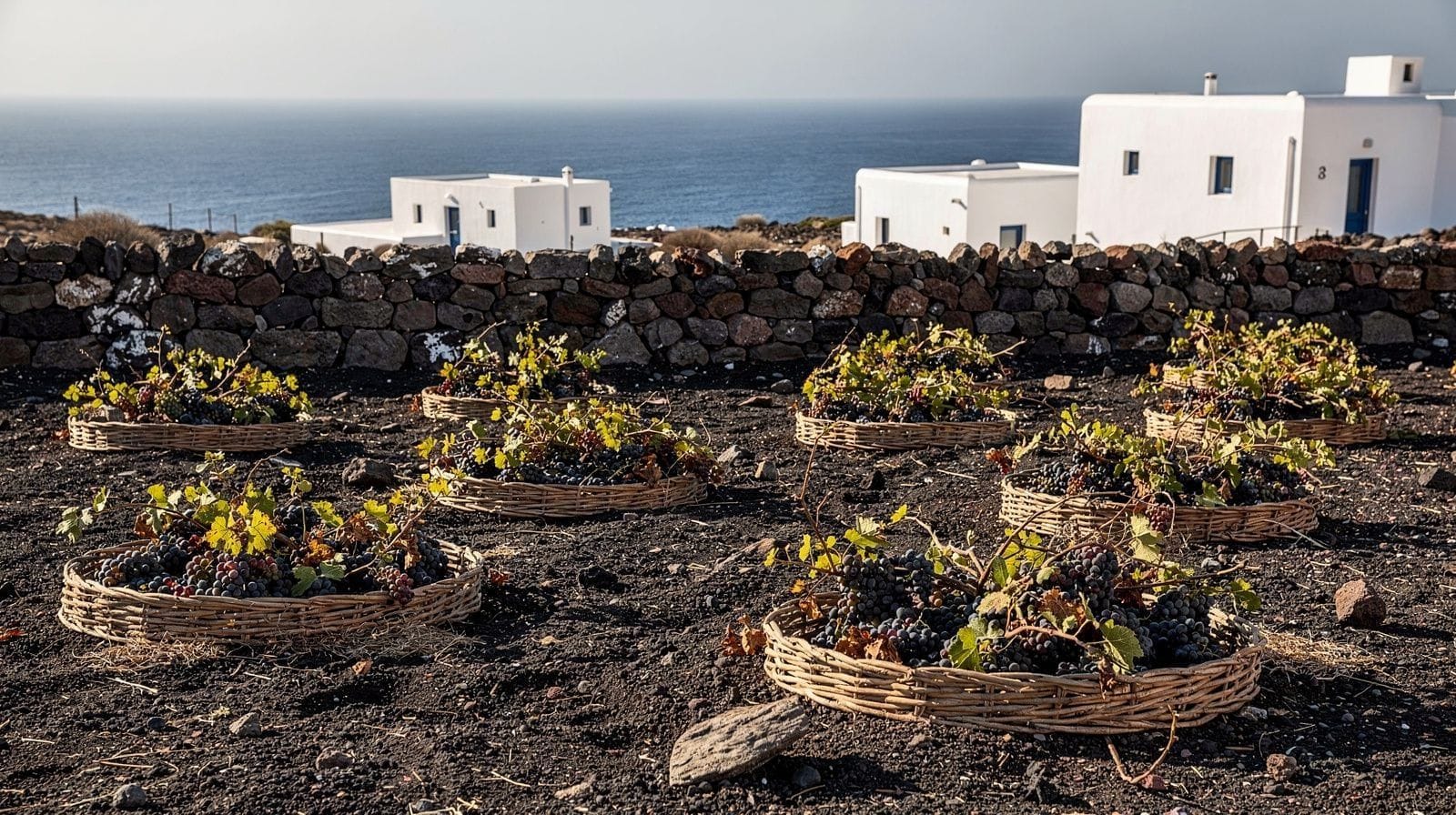 Cómo sobrevive el Assyrtiko sin lluvia