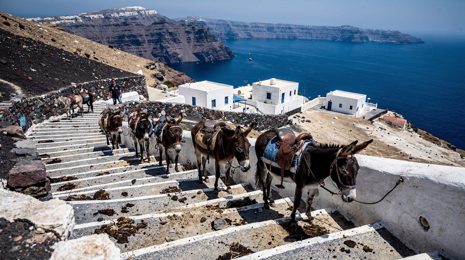 Los burros de Fira