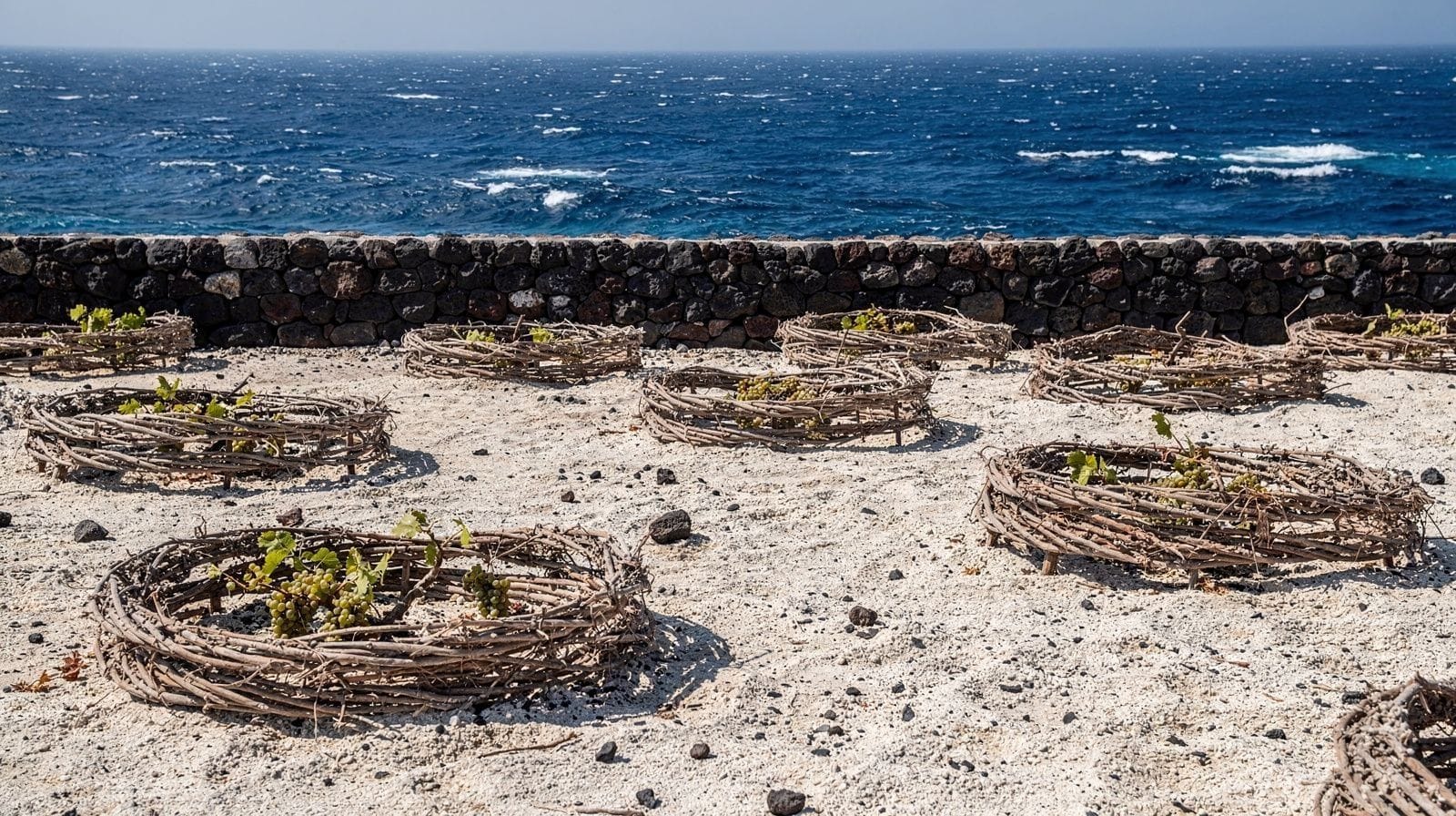 Assyrtiko expliqué : le vin blanc emblématique de Santorin