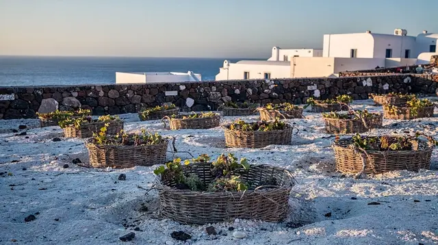 Santorini Wine Tasting: Understanding Kouloura Vines and PDO Santorini
